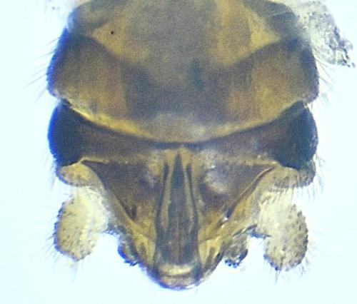 Amphinemura standfussi